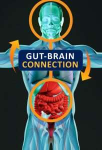 gut brain connection