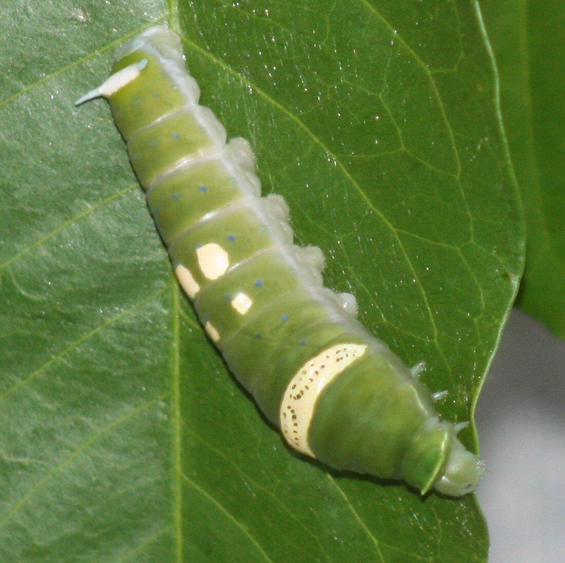 catapillar
