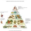 food pyramid