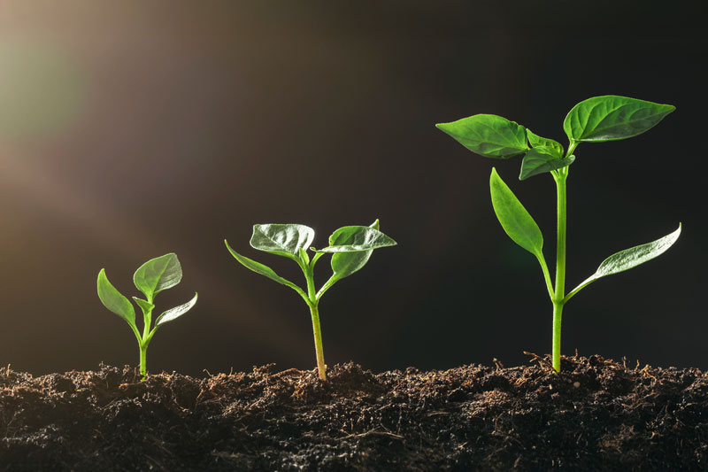 Growing Sprouts | Gbiota