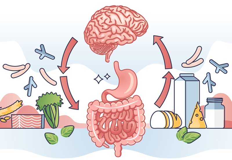 Gut Brain Axis Gbiota Wicking Beds