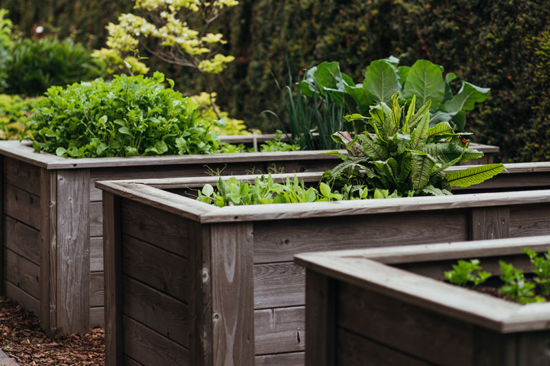 Raised Beds Vegetable | Gbiota