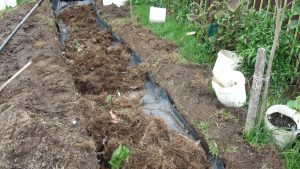 wicking bed with weeds