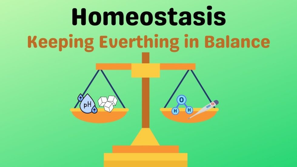 Homeostasis
