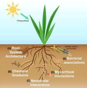 rhizosphere