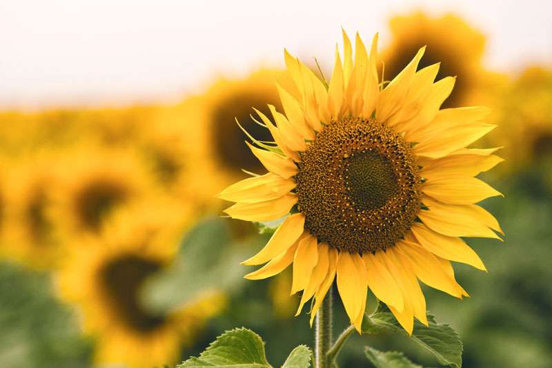 Sunflower for Healthy Soil | Gbiota | Colin Austin