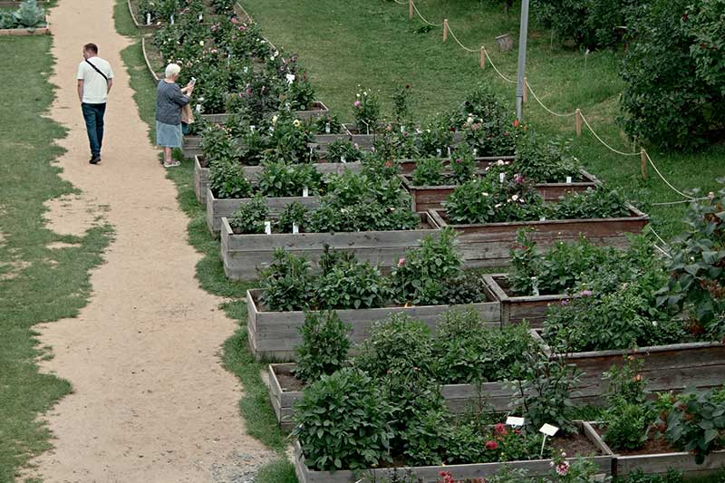 community-garden-raised-beds-colin-austin-gbiota