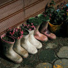 flowers-in-shoes-colin-austin-gbiota