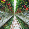 glasshouse-tomatos-and-sweet-peppers-colin-austin-gbiota