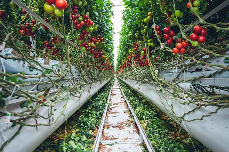 glasshouse-tomatos-and-sweet-peppers-colin-austin-gbiota