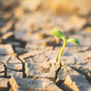 green-plant-sprouting-in-drought-colin-austin-gbiota