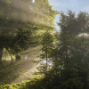 light-shining-through-trees-colin-austin-gbiota