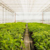 shadehouse-plant-farm-colin-austin-gbiota