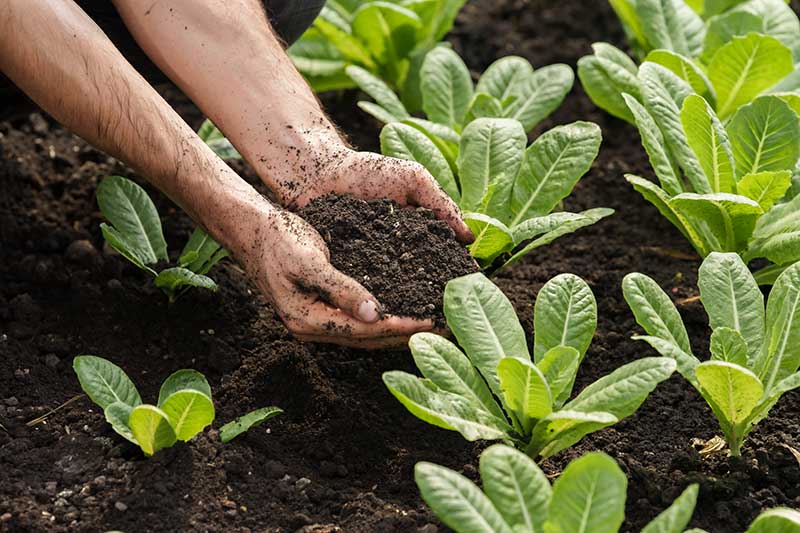soil-quality-vegetables-lettuce-colin-austin-gbiota
