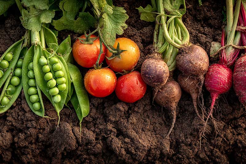 soil-vegetables-nutrient-dense-food-gbiota
