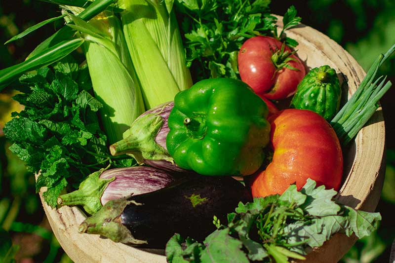 vegetable-basket-colin-austin-gbiota