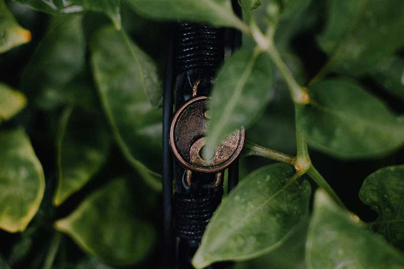 ying-yang-organisation-in-plants-colin-austin-gbiota