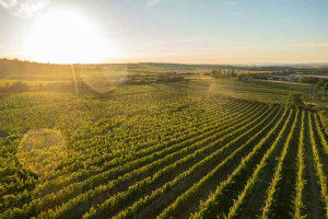 aerial-view-of-farm-colin-austin-gbiota