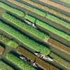 aerial-view-of-floating-farm-technique-colin-austin-gbiota