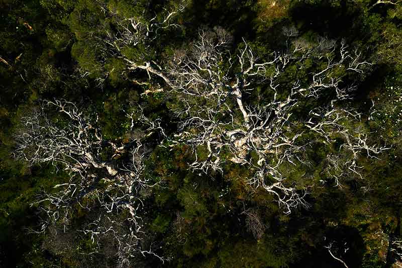 bacteria-decomposition-soil-fungi-colin-austin-gbiota