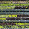 birds-eye-view-vegetable-garden-colin-austin-gbiota