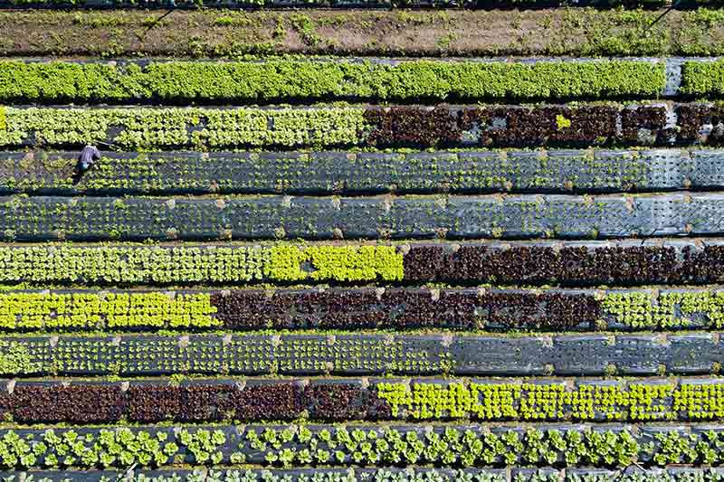 birds-eye-view-vegetable-garden-colin-austin-gbiota