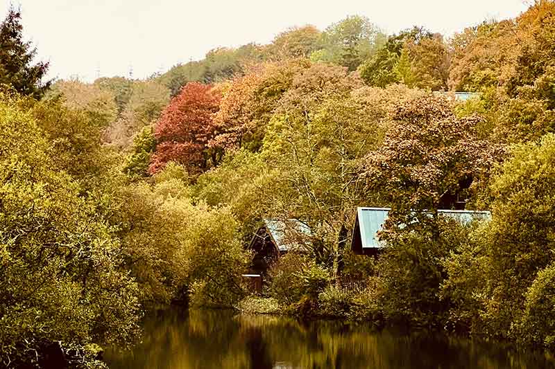 cabin-in-woods-on-river-colin-austin-gbiota