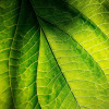 closeup-of-plant-leaf-colin-austin-gbiota