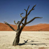 dead-tree-arid-climate-colin-austin-gbiota