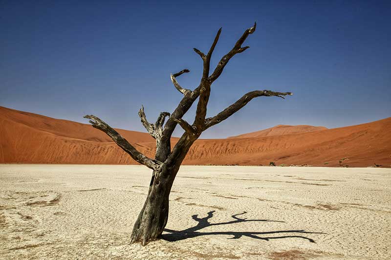 dead-tree-arid-climate-colin-austin-gbiota