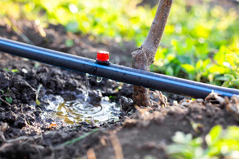 drip-irrigation-flow-dripper-in-field-colin-austin-gbiota