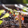 drip-irrigation-flow-dripper-in-garden-colin-austin-gbiota