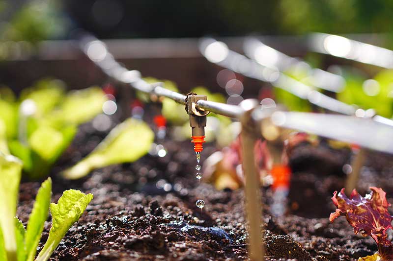 drip-irrigation-flow-dripper-in-garden-colin-austin-gbiota