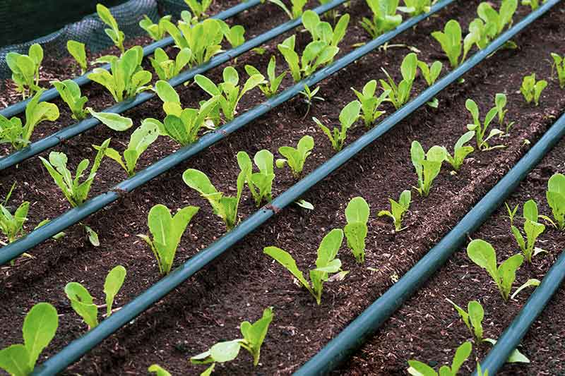 drip-irrigation-system-in-lettuce-vegetable-garden