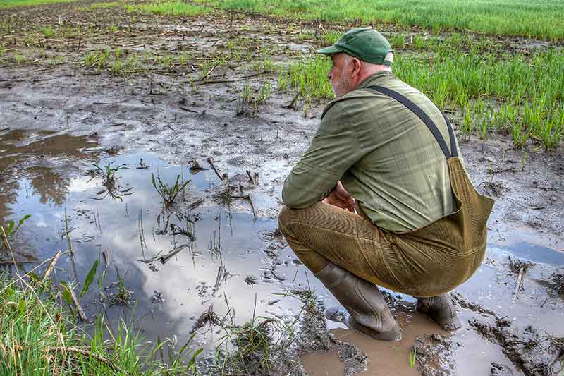 farmer-surveying-flooded-field-colin-austin-gbiota