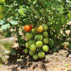 growing-cherry-tomatos-in-garden-colin-austin-gbiota