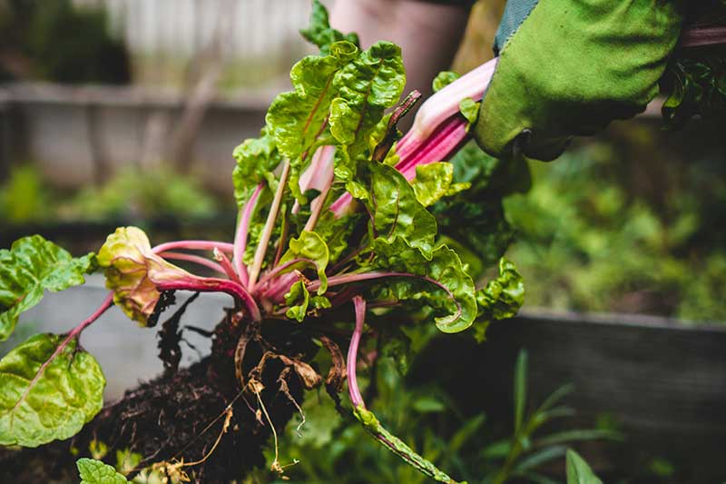 hand-harvesting-rhubarb-gardening-colin-austin-gbiota