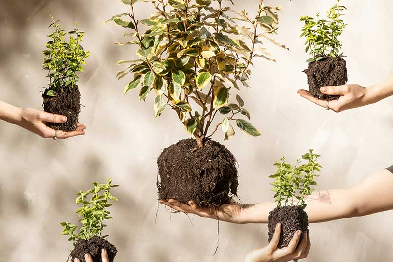 hands-holding-plant-soil-mixes-colin-austin-gbiota