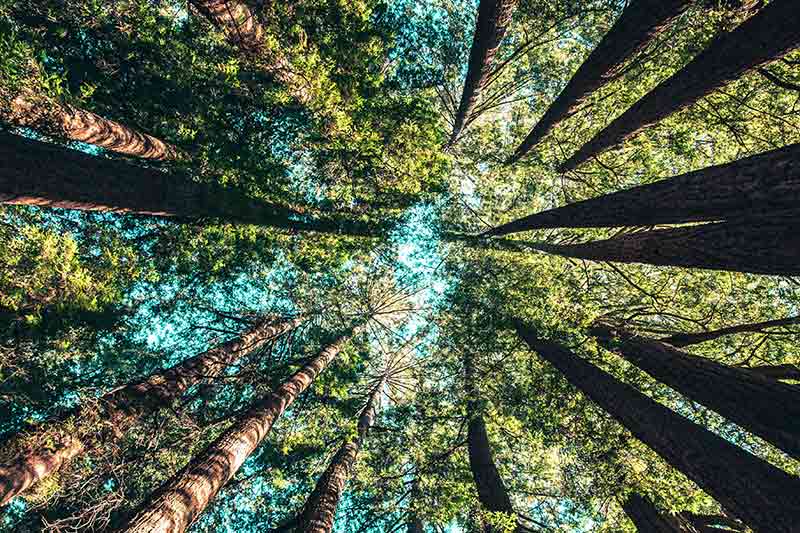 looking-view-of-trees-colin-austin-gbiota