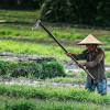 man-in-sunhat-in-field-holding-rake-colin-austin-gbiota