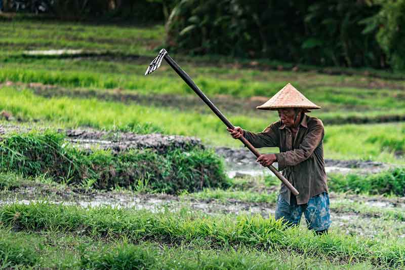 man-in-sunhat-in-field-holding-rake-colin-austin-gbiota
