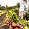 person-harvesting-vegetables-on-farm-colin-austin-gbiota