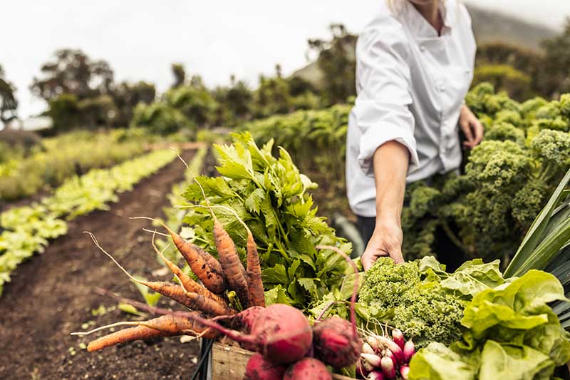 person-harvesting-vegetables-on-farm-colin-austin-gbiota