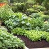 raised-bed-vegetable-garden-backyard-colin-austin-gbiota