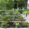 row-of-raised-garden-beds-colin-austin-gbiota