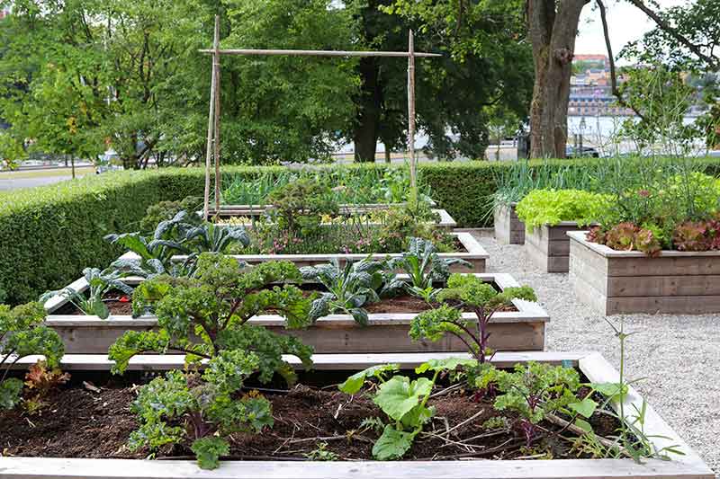 row-of-raised-garden-beds-colin-austin-gbiota
