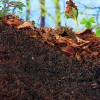 sprout-emerging-from-topsoil-humus-colin-austin-gbiota
