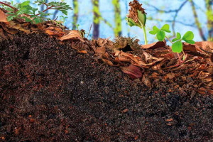 sprout-emerging-from-topsoil-humus-colin-austin-gbiota