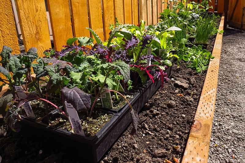 vegetable-wicking-bed-colin-austin-gbiota